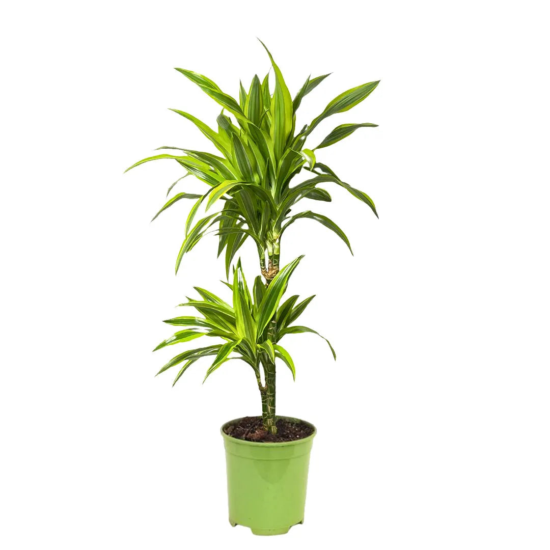 Dracaena Lemon Lime T.60 D. 21 H.110 cm