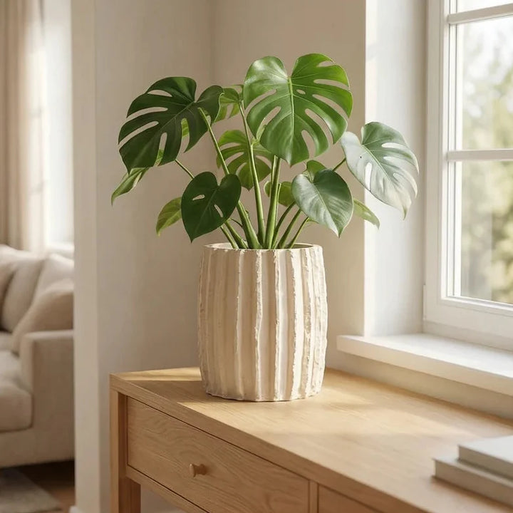 Vaso Dafne XL con pianta monstera su mobile in legno vicino a finestra luminosa