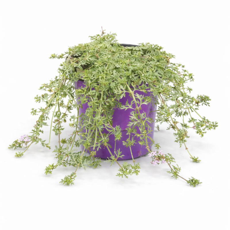 Verbena ibrida D.18