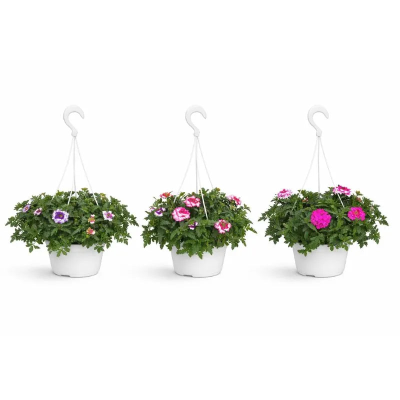 Virbena trixy in basket D.19 H.45 cm