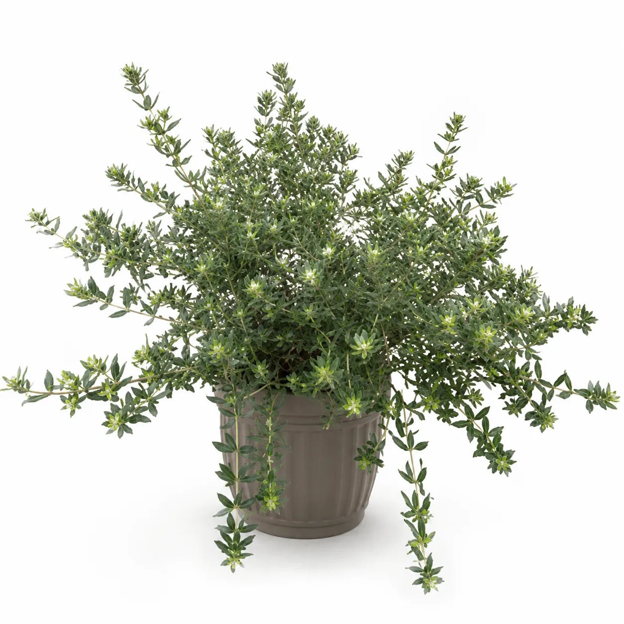 Westringia fruticosa in vaso da vivaio isolata su sfondo bianco, arbusto sempreverde con fogliame compatto verde-grigio ideale per siepi, bordure e terrazzi.