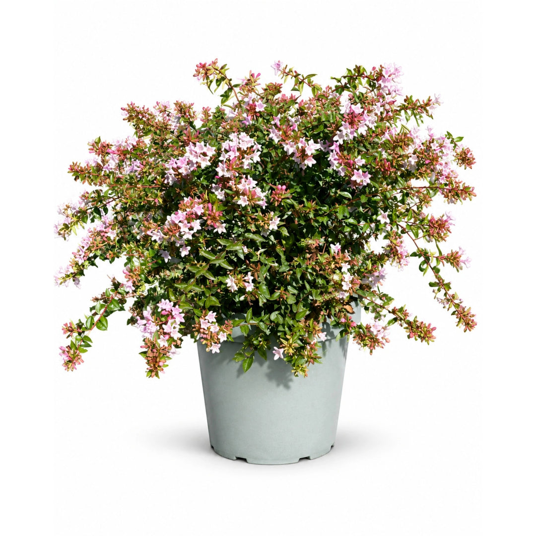 Abelia Edward Goucher D. 24 - H. 60 cm