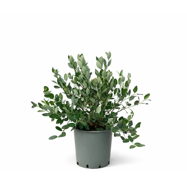 Acca Sellowiana (Feijoa) D. 24 H 75 CM
