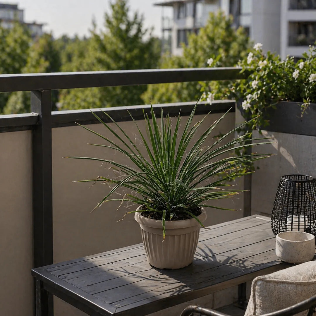 Agave filifera pianta da esterno decorativa su tavolo terrazzo balcone stile moderno