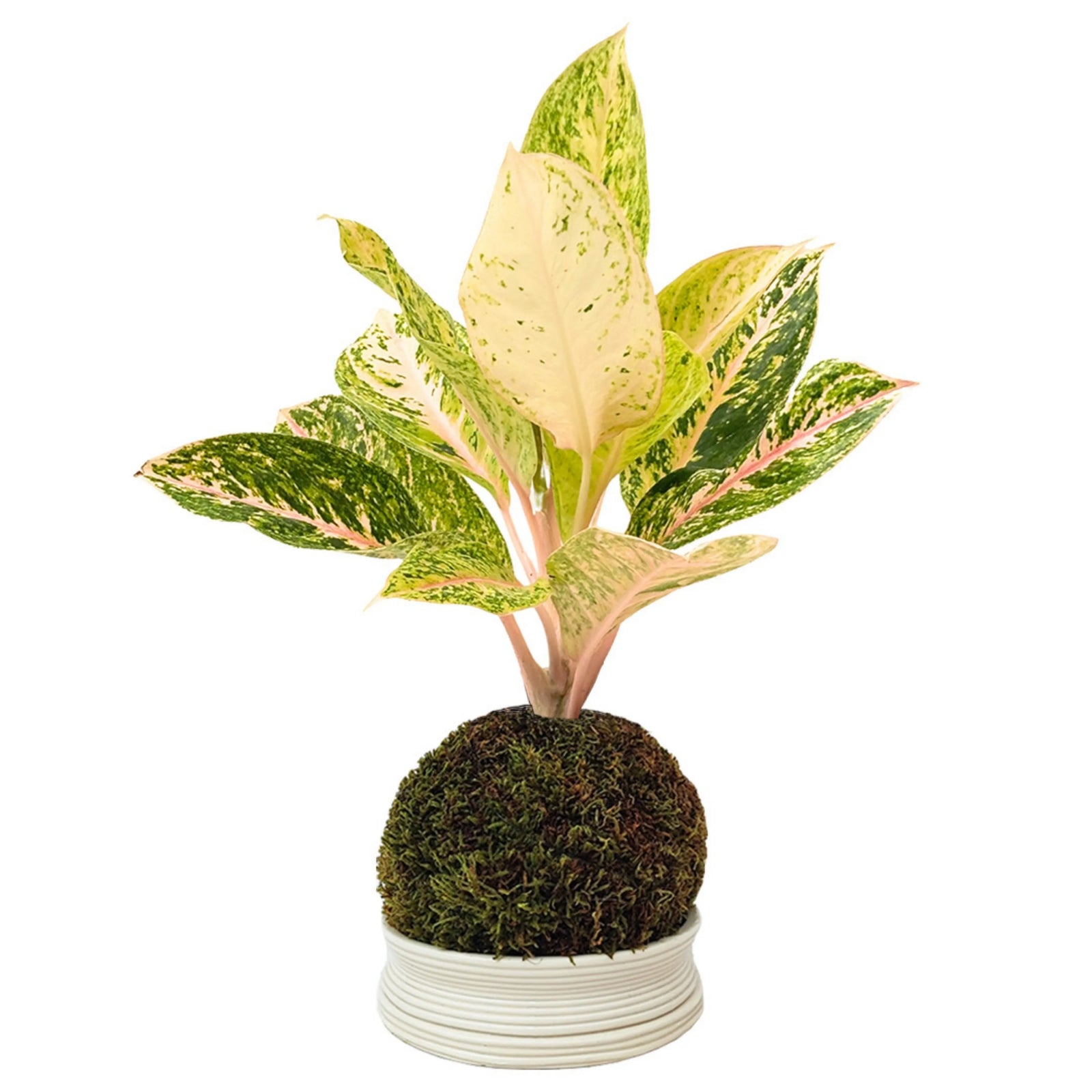 Aglaonema 30 Million in kokedama su base bianca, pianta ornamentale con foglie variegate giallo-verde, perfetta per interni luminosi.