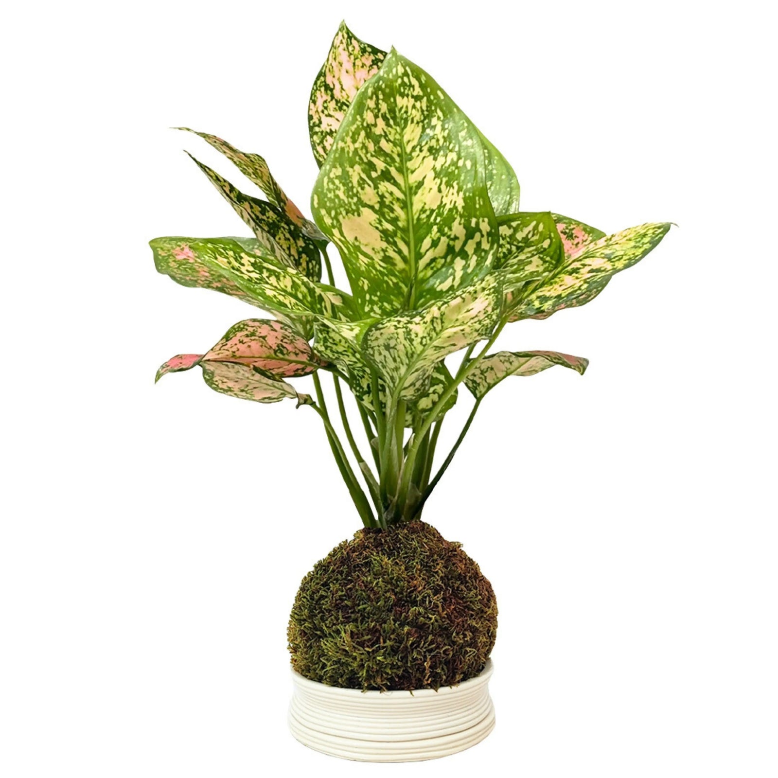 Aglaonema Pink UNIAME in Kokedama vista frontale, con foglie screziate di verde chiaro, crema e rosa su base di muschio sferico.