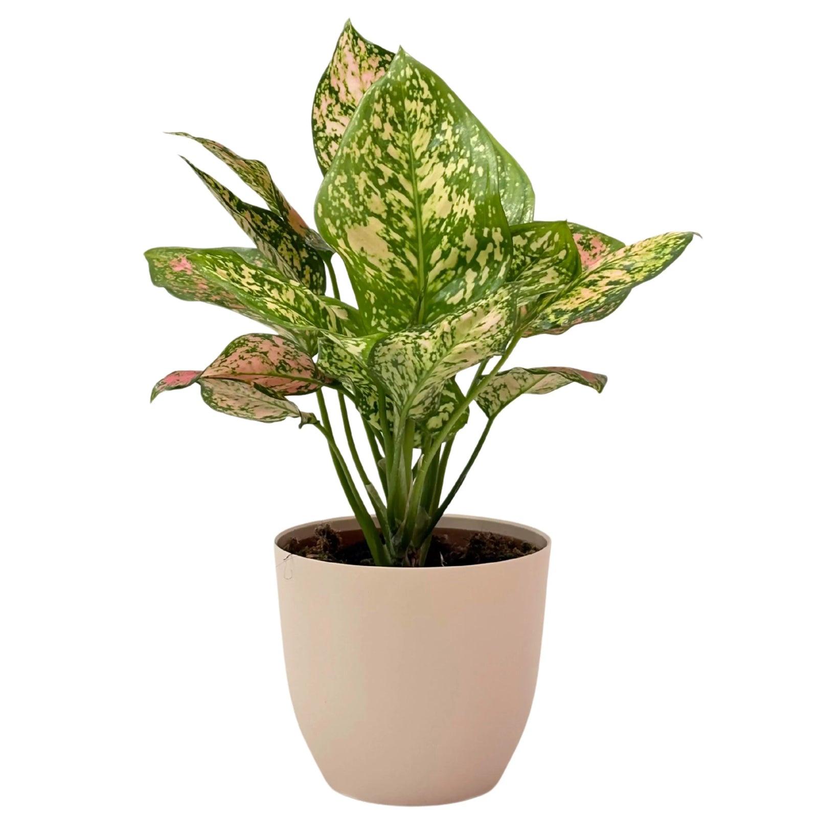Aglaonema Pink Uniame - pianta ornamentale in vaso antracite con foglie variegate rosa e verde, ideale per interni