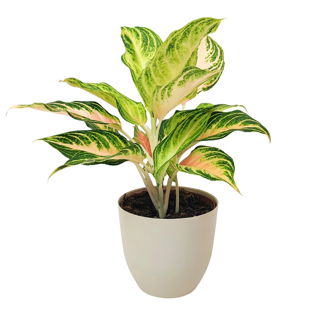 Aglaonema Pink Wave - pianta da interno in vaso bianco, foglie rosa e verde