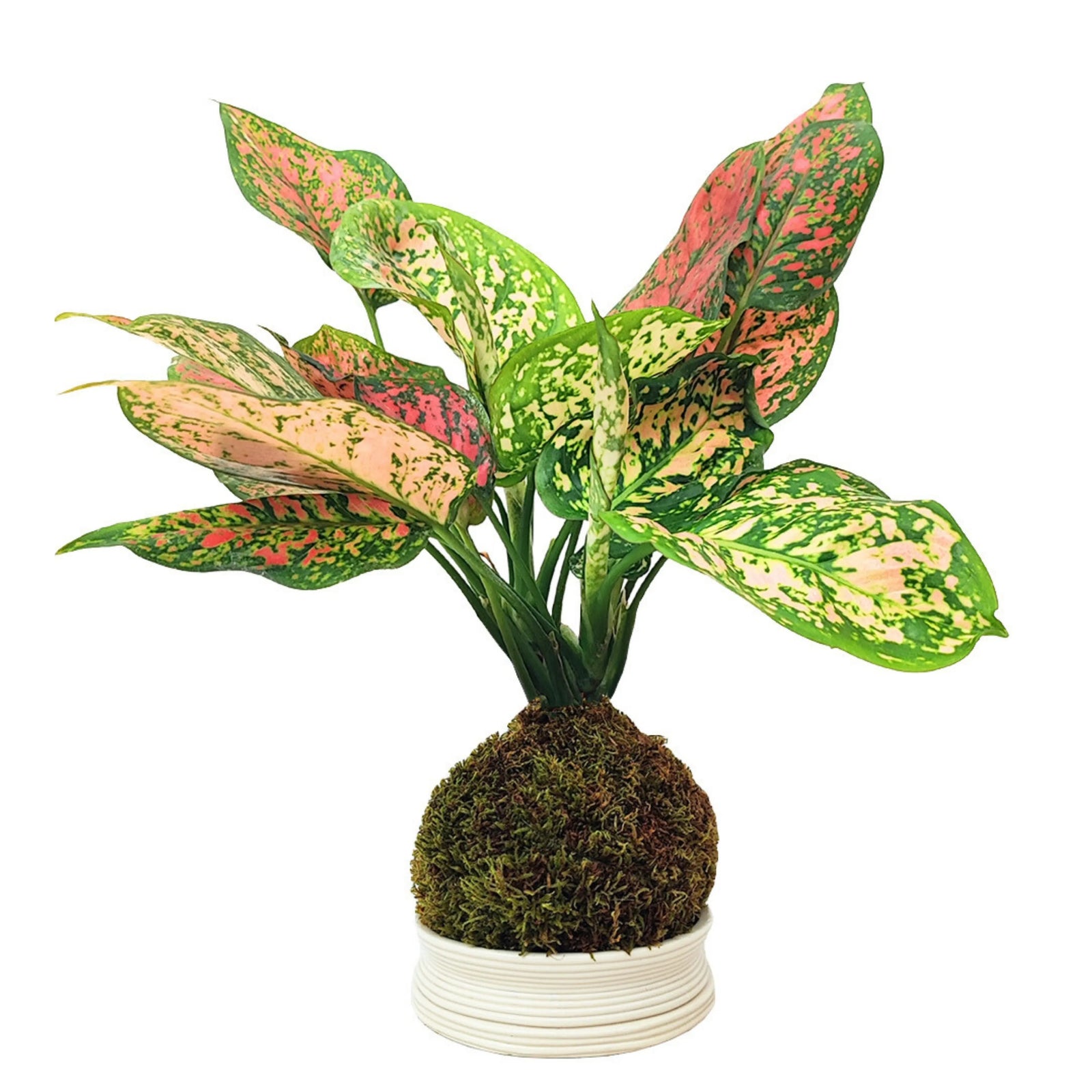 Kokedama Aglaonema Red Uniame - pianta decorativa con foglie rosse su supporto in argilla