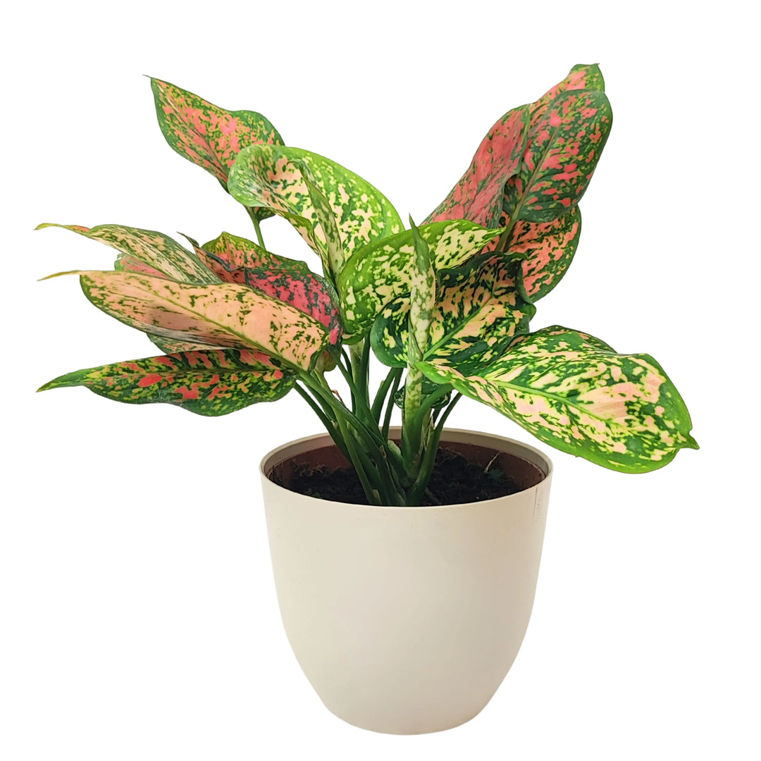 Aglaonema Red Uniame - pianta in vaso bianco, foglie verdi e rosa