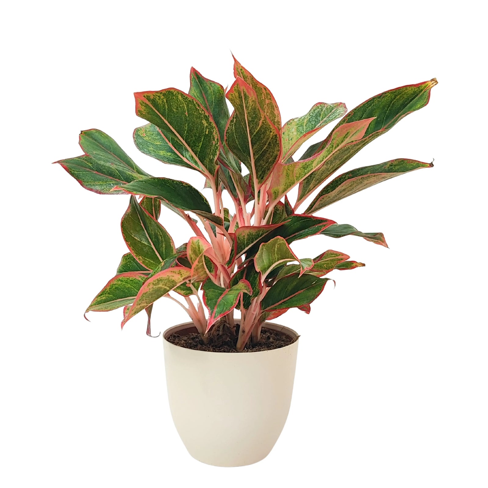 Aglaonema Sam Orlala - pianta con foglie verdi e screziature rosse in vaso bianco, vista frontale