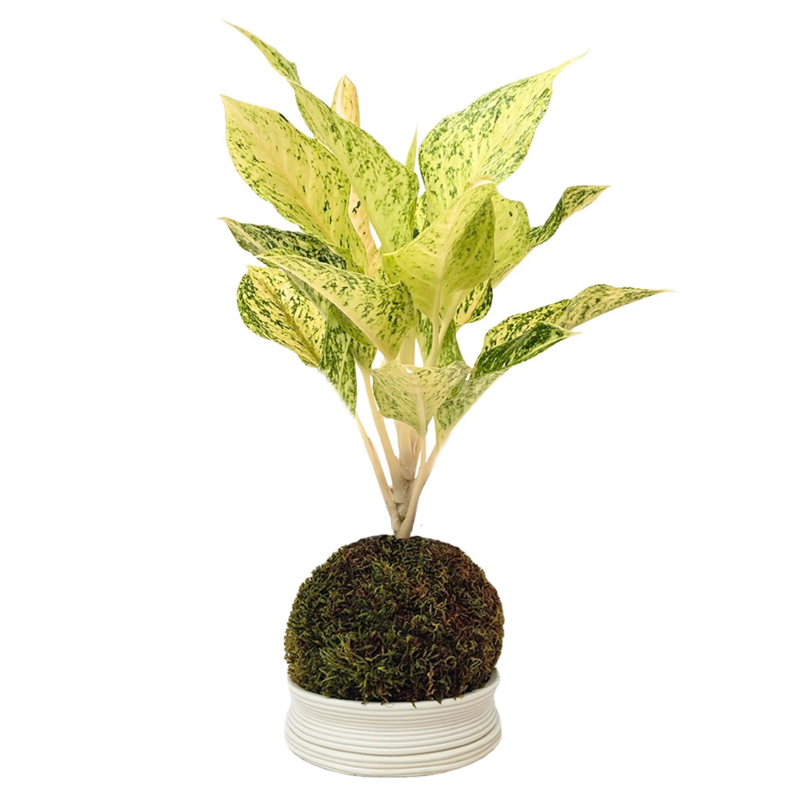 Sfera di muschio con pianta sempreverde, kokedama artigianale.
