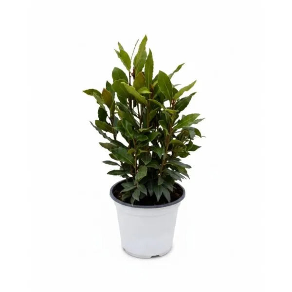 Laurus Nobilis (Alloro) - pianta in vaso D.14 con foglie verdi lucide su sfondo chiaro