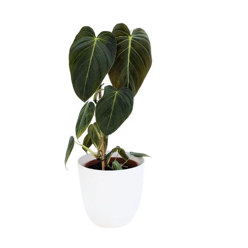 Philodendron melanochrysum D.19 cm