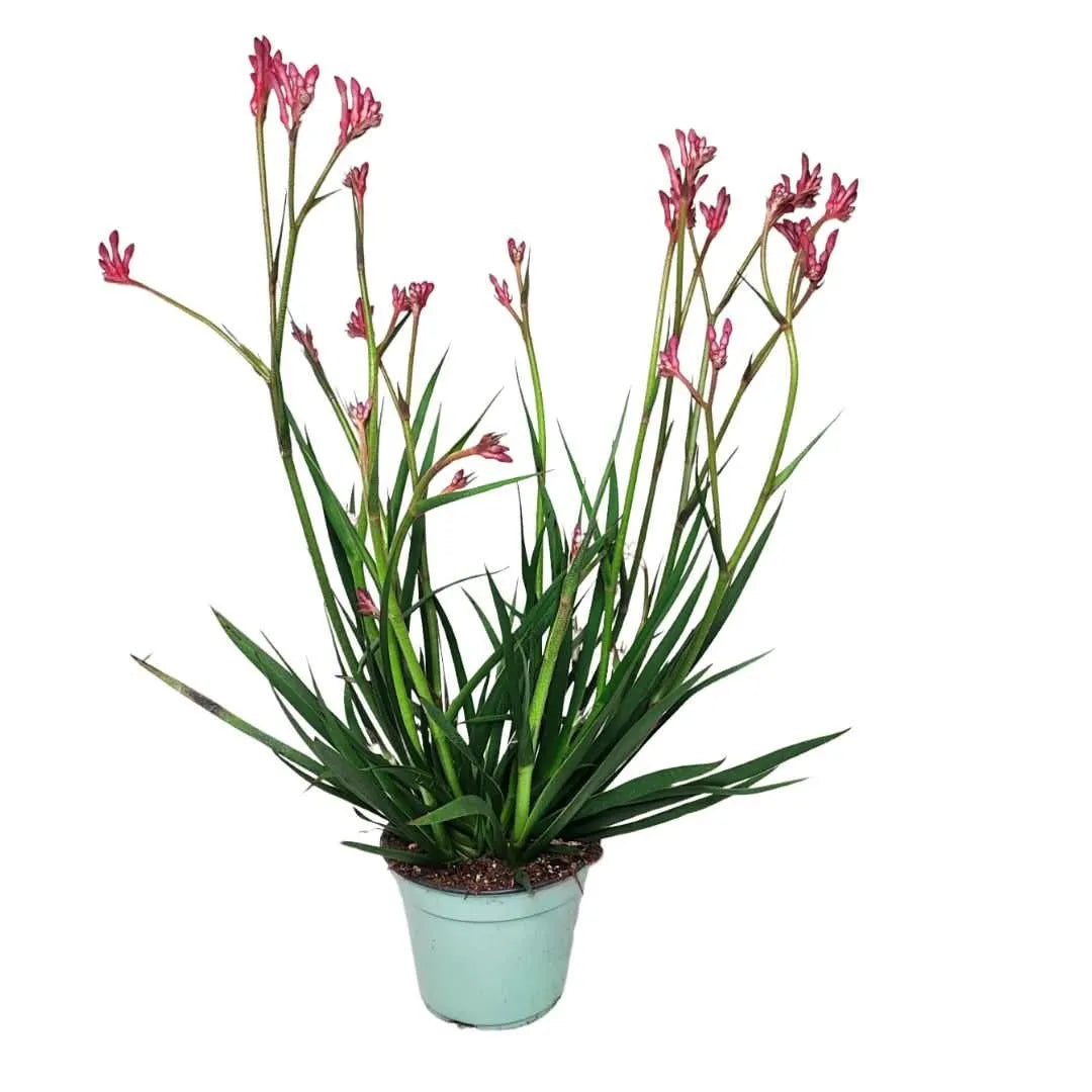 Anigozanthos Zampa di Canguro - Pianta ornamentale con fiori rosa in vaso