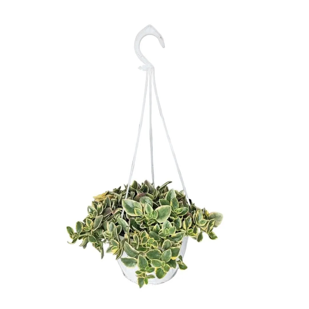 Aptenia Variegata vaso basket - Pianta ricadente in vaso bianco appeso con foglie verdi e crema