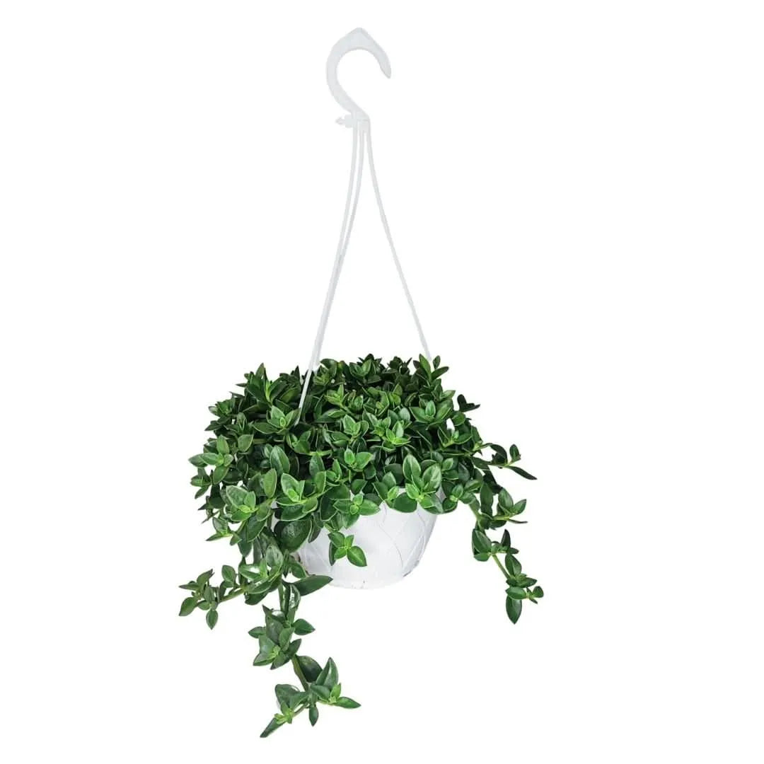 Aptenia vaso basket – pianta ricadente in cesto bianco con foglie verdi brillanti