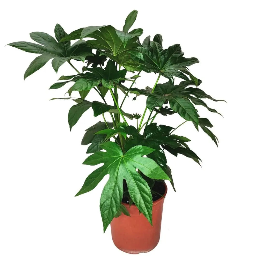 Aralia Sieboldii - pianta da esterno con foglie lucide e verdi in vaso decorativo