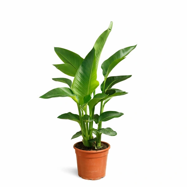 Strelitzia augusta D. 24 H. 110 CM