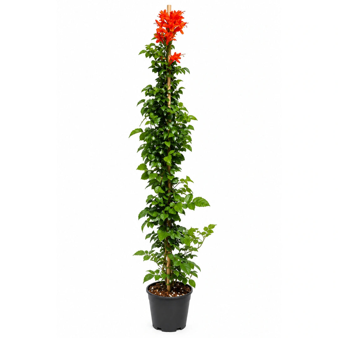 Bignonia Capensis D. 18 - H. 100 cm