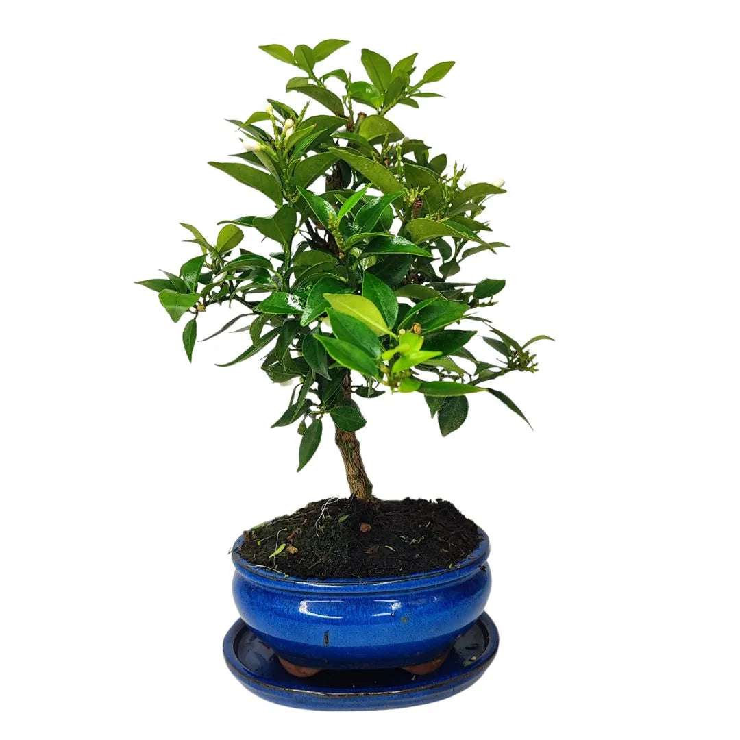 Bonsai Citrus Myrtifolia 8 Anni - esemplare in vaso smaltato blu, vista frontale