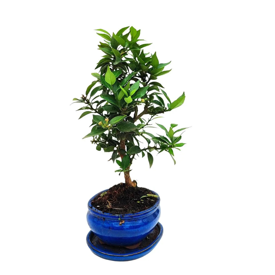 Bonsai Citrus Myrtifolia - vista laterale che mostra la struttura del tronco e dei rami