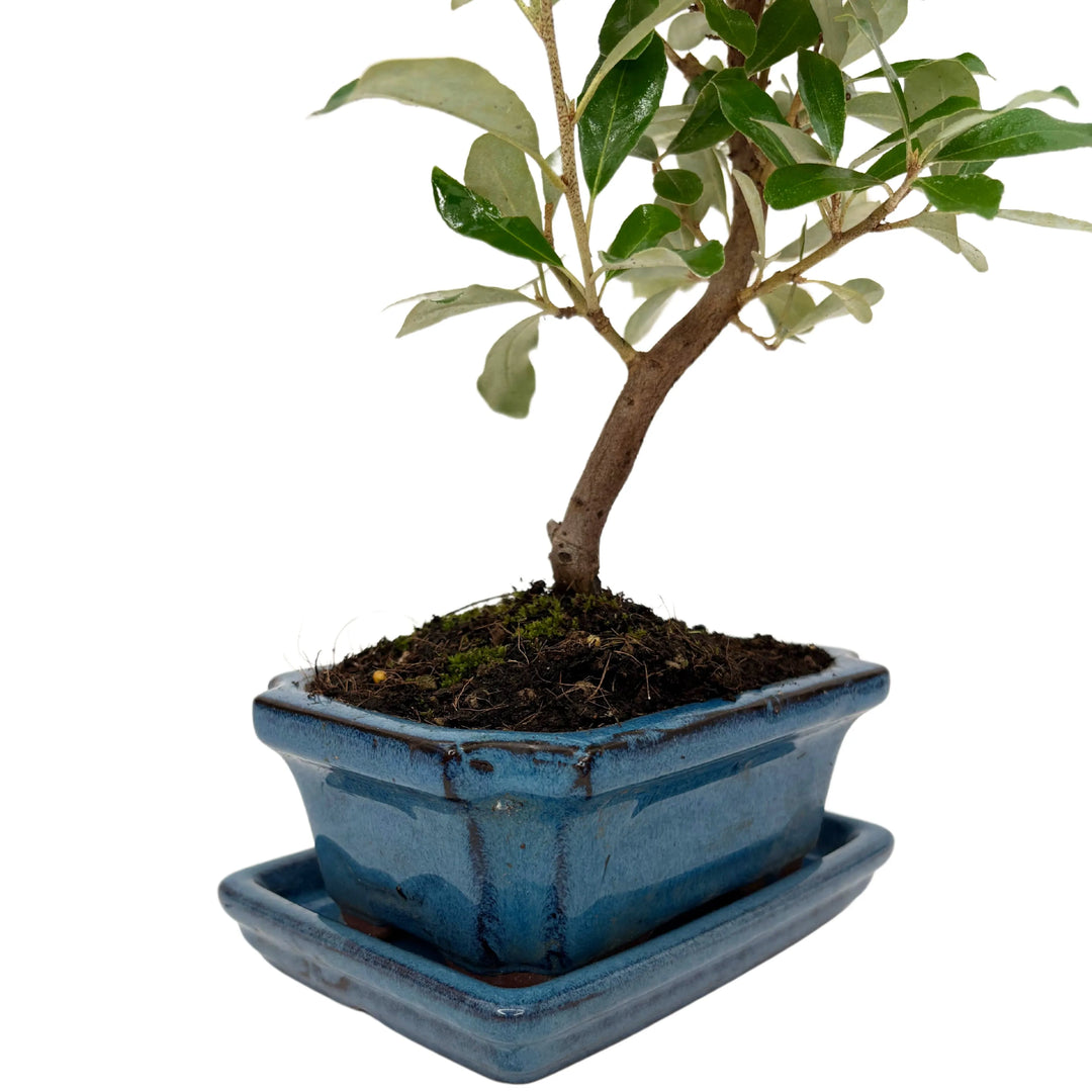 Bonsai da collezione - dettaglio del tronco curvato dell&