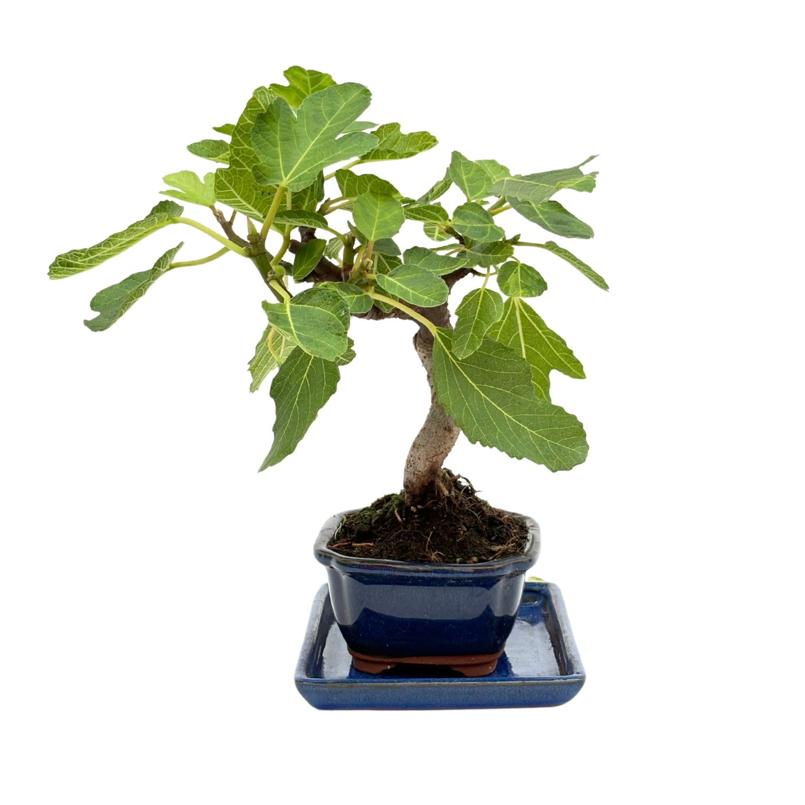 Bonsai Ficus Carica - Fico compatto con foglie lobate e vaso in ceramica blu, vista laterale