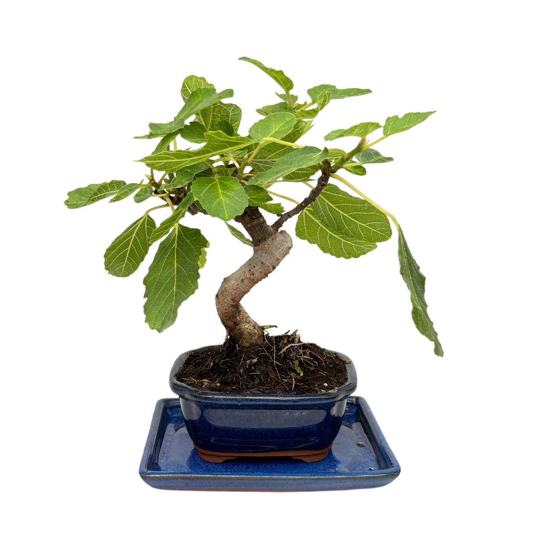 Bonsai Ficus Carica 7 anni - Esemplare di fico con chioma ampia da un&