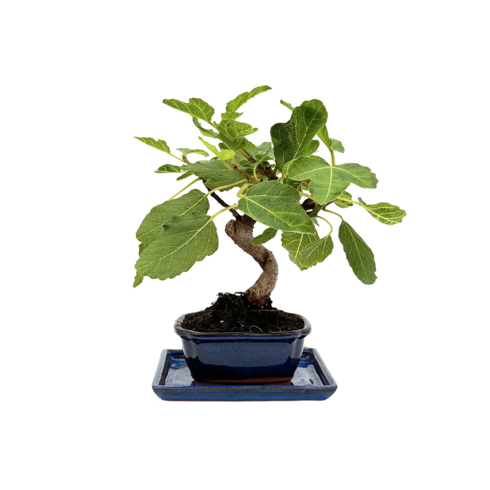 Bonsai Ficus Carica 7 anni - Pianta di fico mediterraneo in vaso blu, vista frontale