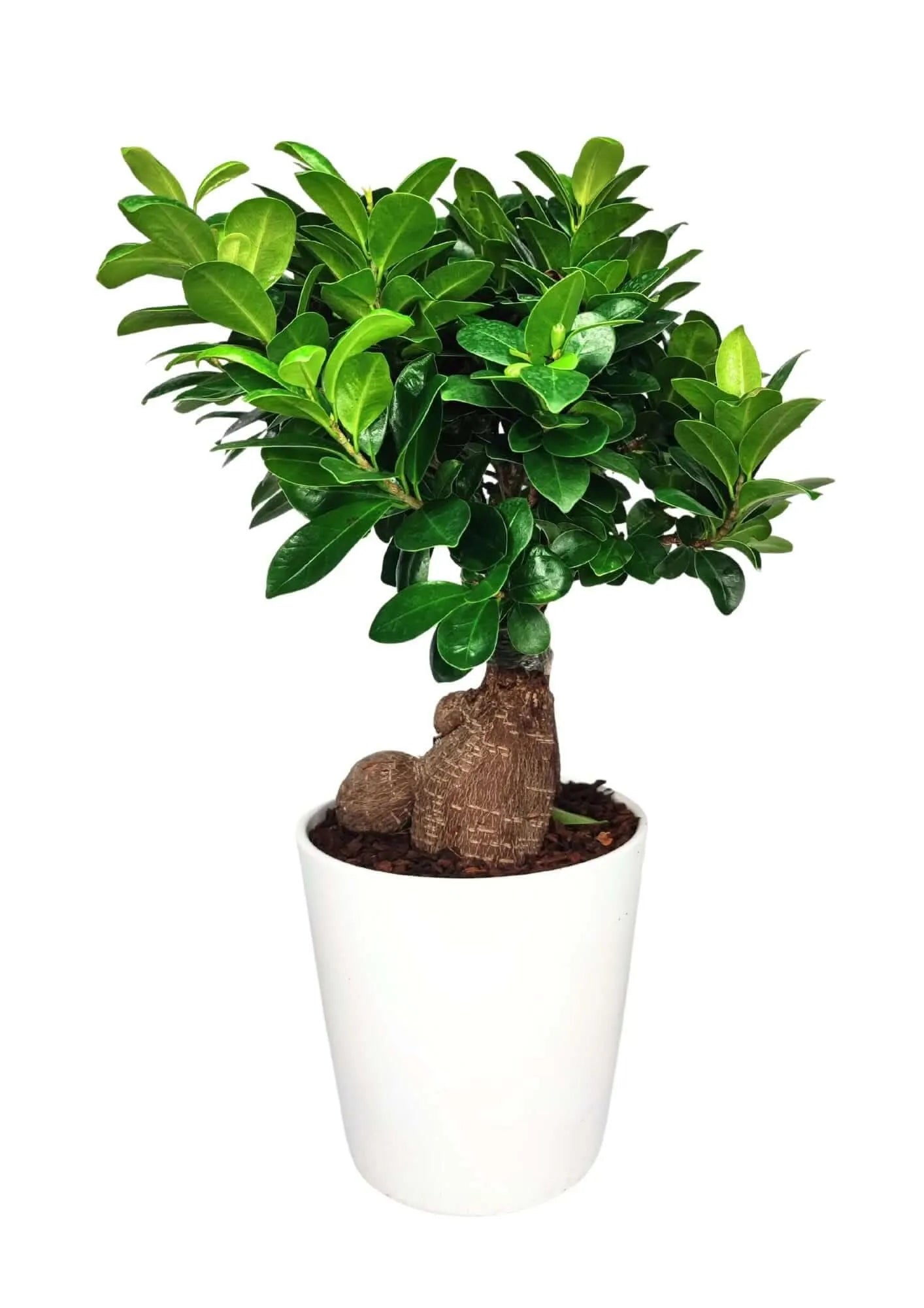 Bonsai Ficus Ginseng - pianta di 40 cm in vaso di ceramica Dallas, vista frontale