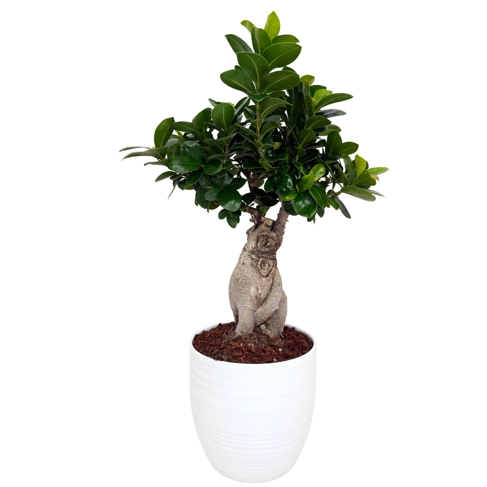 Bonsai Ficus Ginseng 40 cm - vista frontale del bonsai nel vaso di ceramica 'Bergamo' su sfondo neutro