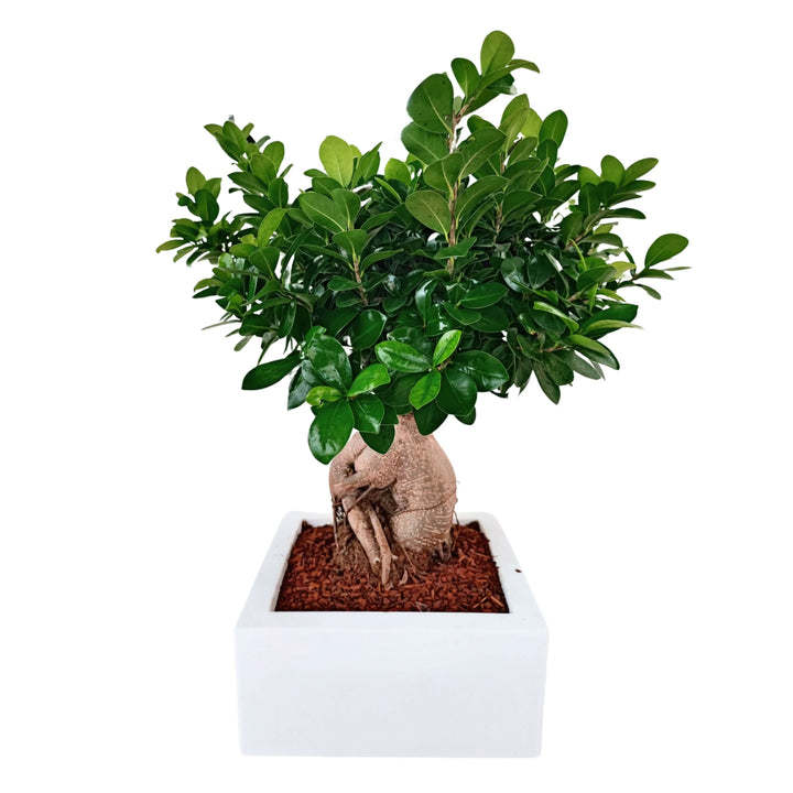 Bonsai Ficus Ginseng  in vaso "Minos"