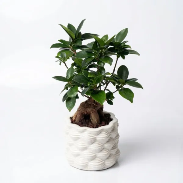 Bonsai Ficus Ginseng - pianta in vaso di ceramica smaltata bianco su sfondo neutro