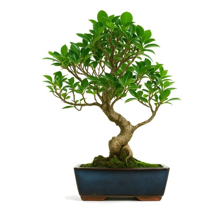 Bonsai ficus retusa banyan cinese con tronco sinuoso e chioma compatta in vaso bonsai blu su sfondo bianco.