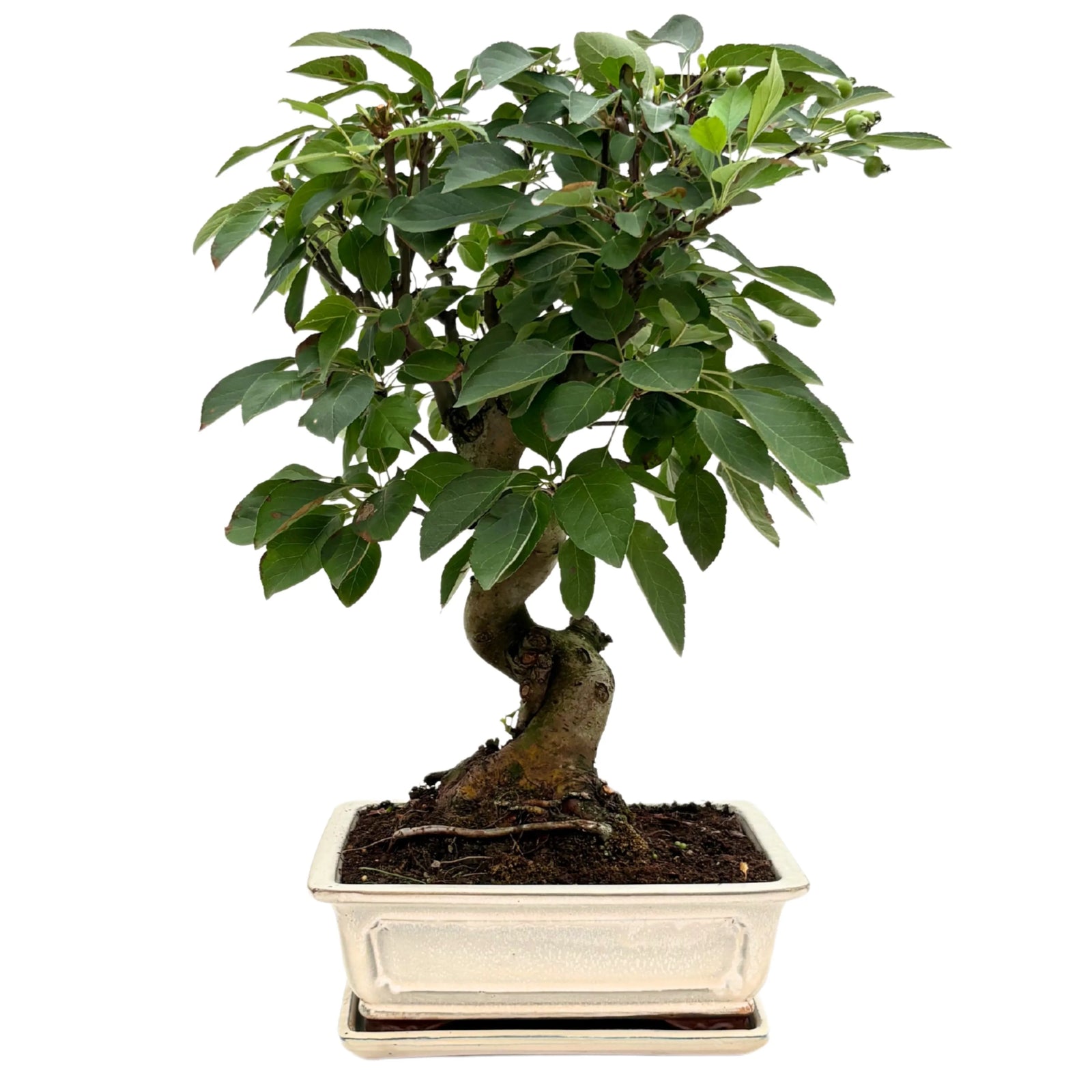 Bonsai di Melo di 14 anni in vaso smaltato bianco, vista frontale con foglie verdi e piccoli frutti.

