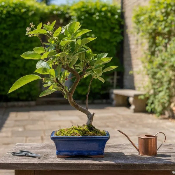 Bonsai Melo cura - esemplare in vaso blu con muschio su tavolo da esterno