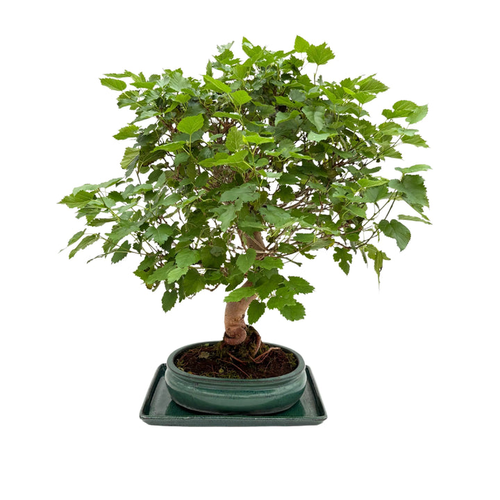 Bonsai di Morus di 15 anni in vaso rotondo verde, vista frontale della chioma compatta e foglie vigorose.