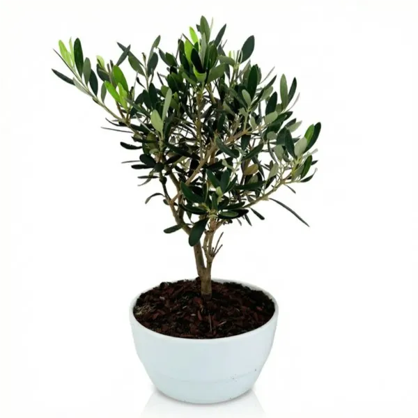 Bonsai Olivo in vaso ceramica - vista frontale elegante