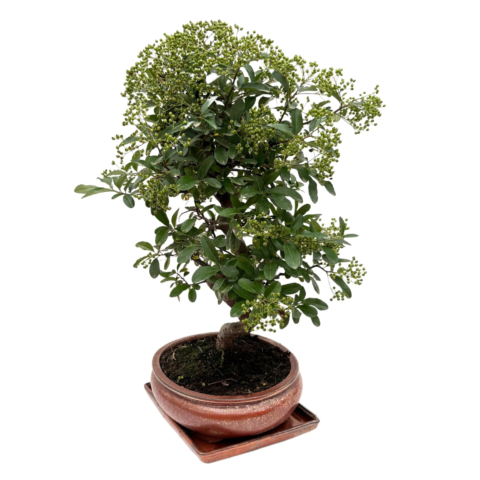 Bonsai Pyracantha 14 anni con chioma folta e bacche verdi, visto in prospettiva laterale.