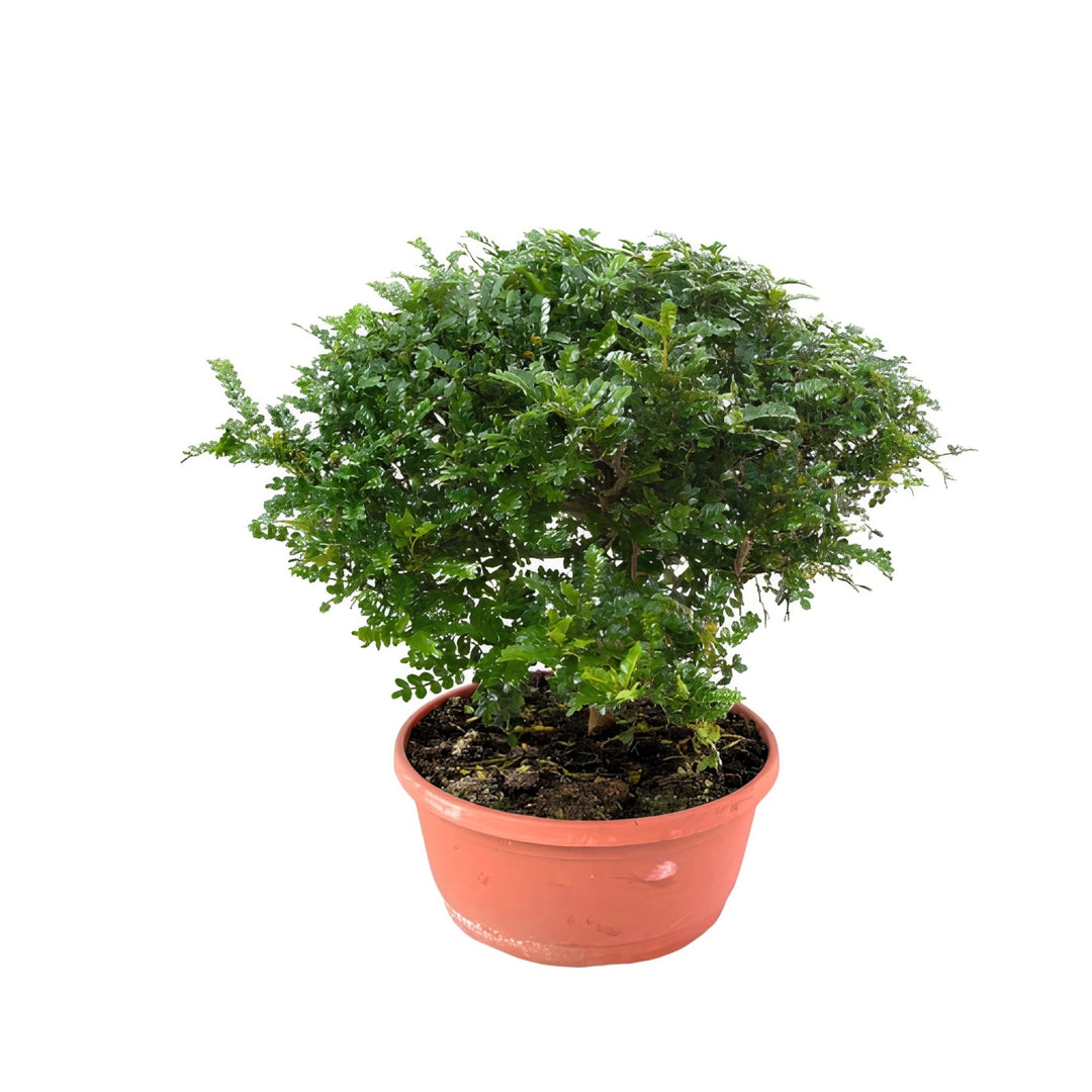 Pepper D. 30 - H. 55 cm