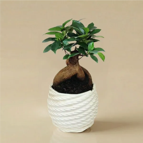 Ficus Bonsai Mini Wedding - pianta in vaso elegante su sfondo chiaro
