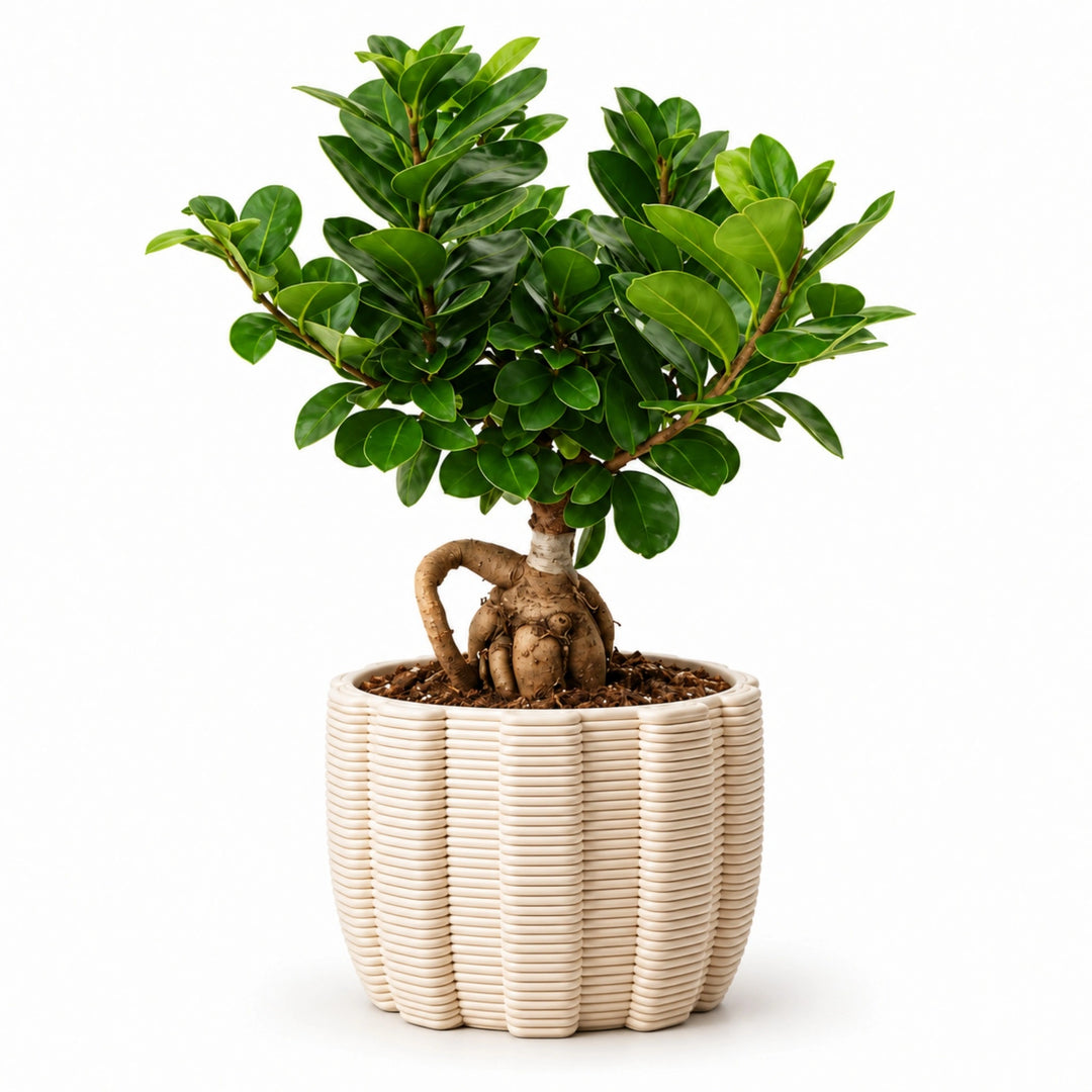 Bonsai Ficus Ginseng in Ares L. 20 - H. 45 cm
