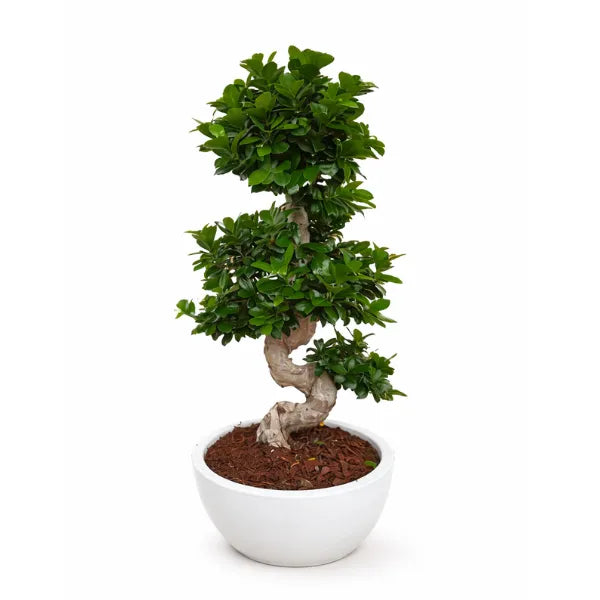 FICUS GINSENG S SHAPE THETIS DIAM 40