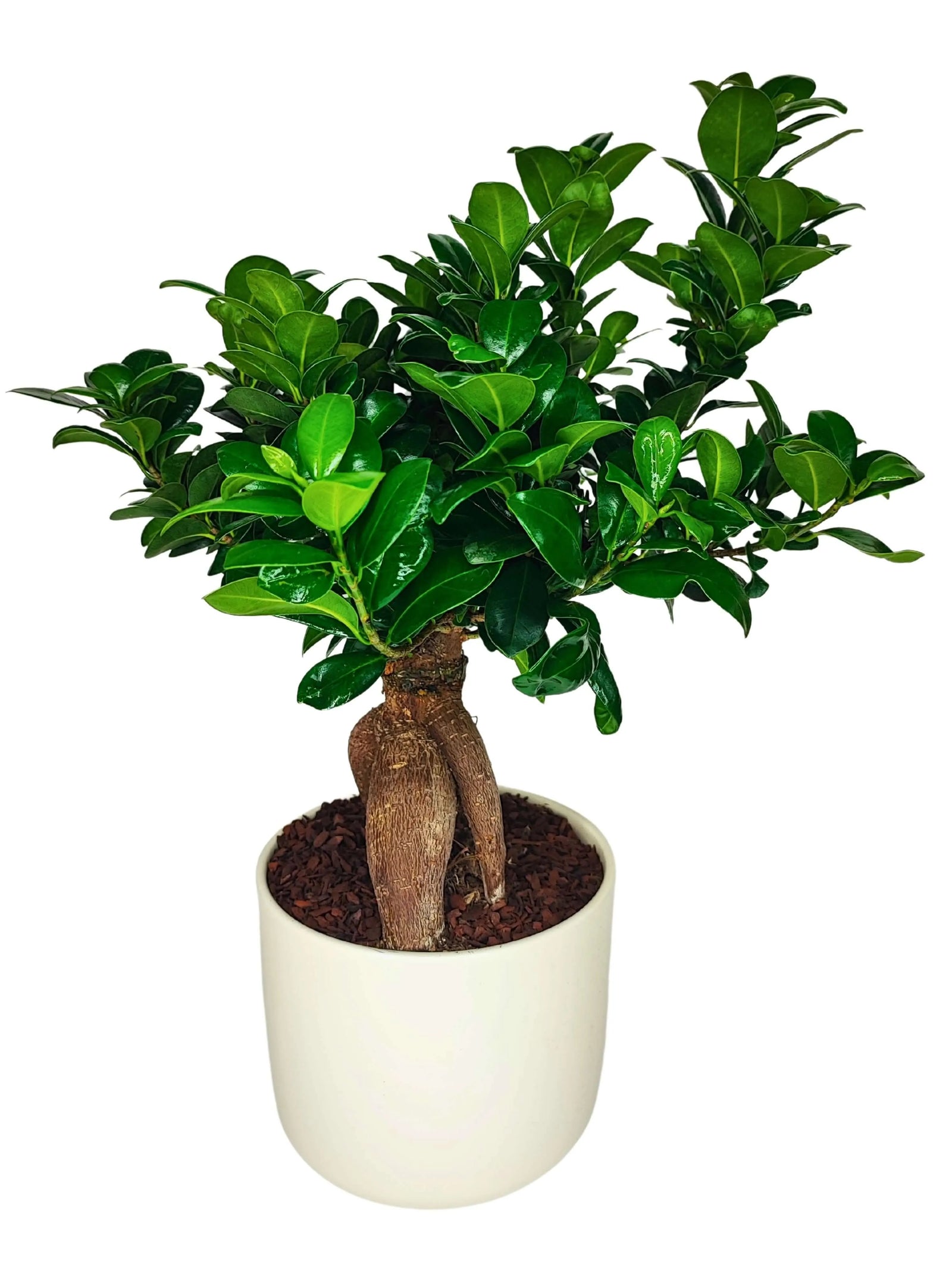 Bonsai Ficus Ginseng - pianta da interno con vaso in ceramica 'Bari' di colore bianco