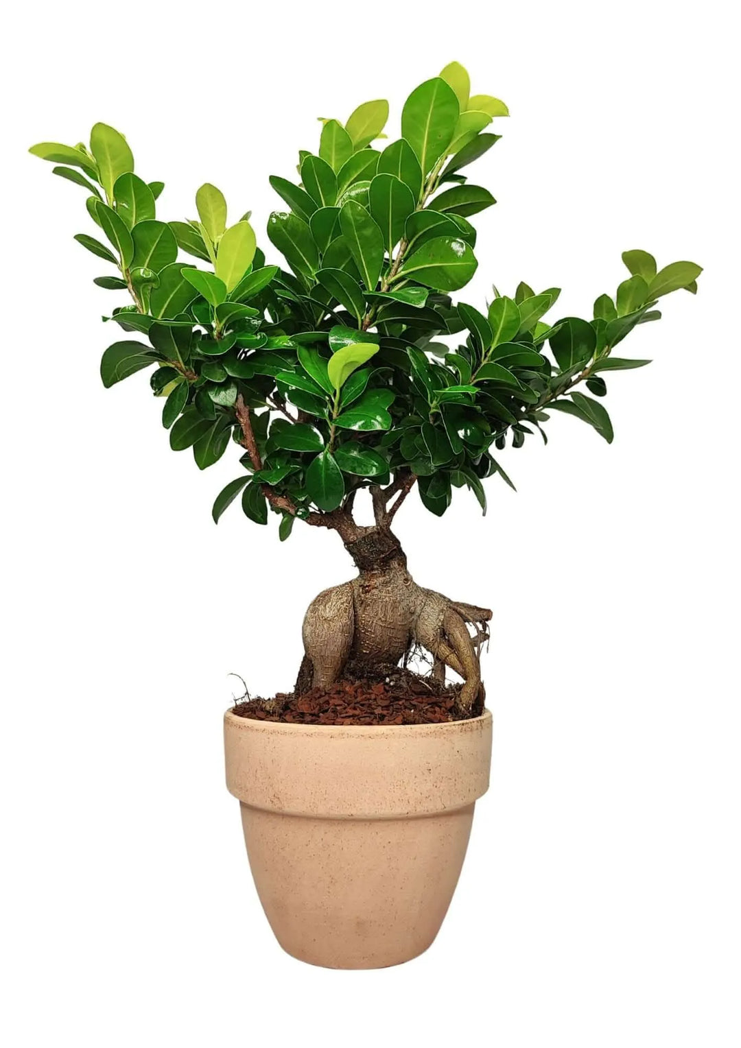 Bonsai Ficus Ginseng 50cm - pianta in vaso terracotta &