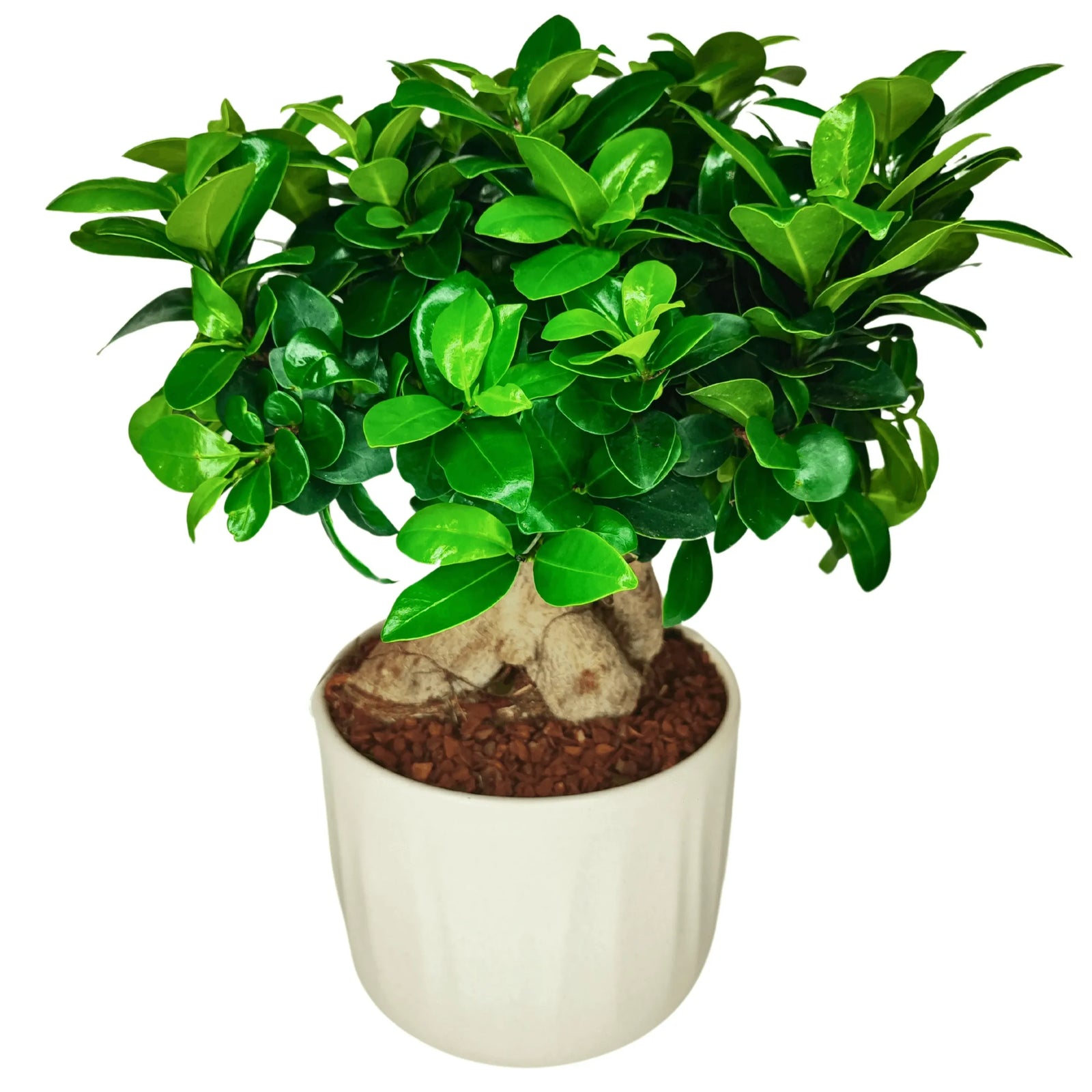 Bonsai Ficus Ginseng 50cm con vaso Bagua in ceramica, vista frontale