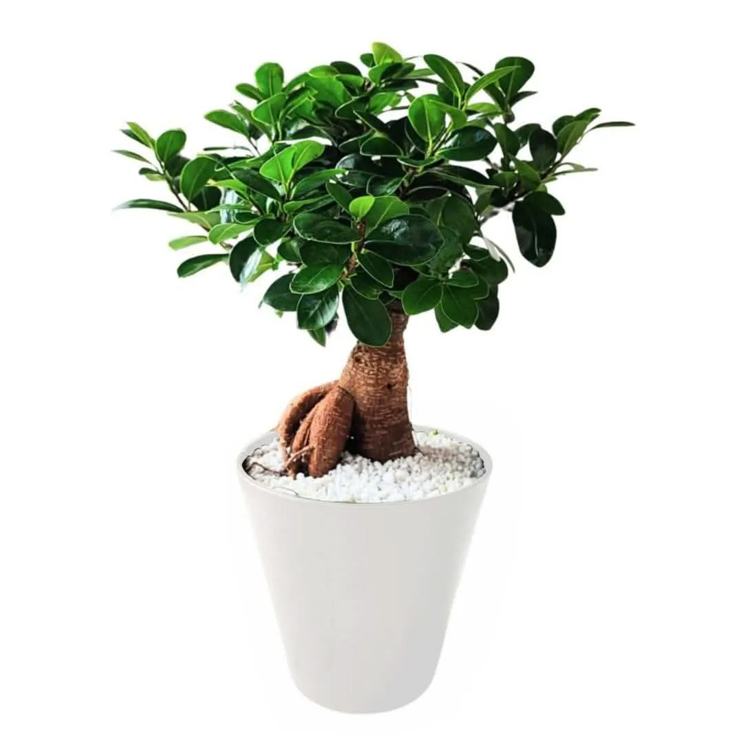 Bonsai Ficus Ginseng in idrocultura - pianta in vaso bianco con perlite