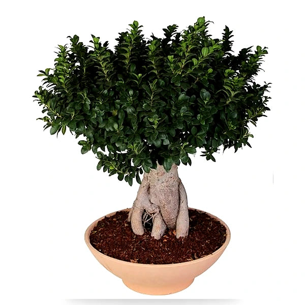Bonsai Ficus Ginseng King Terracotta D. 60 - H. 120 cm