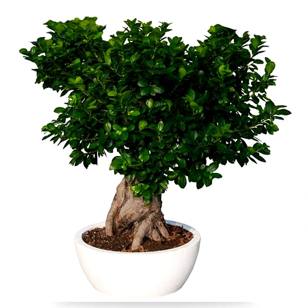 Bonsai Ficus Ginseng King Thetis D. 50 - H. 130 cm